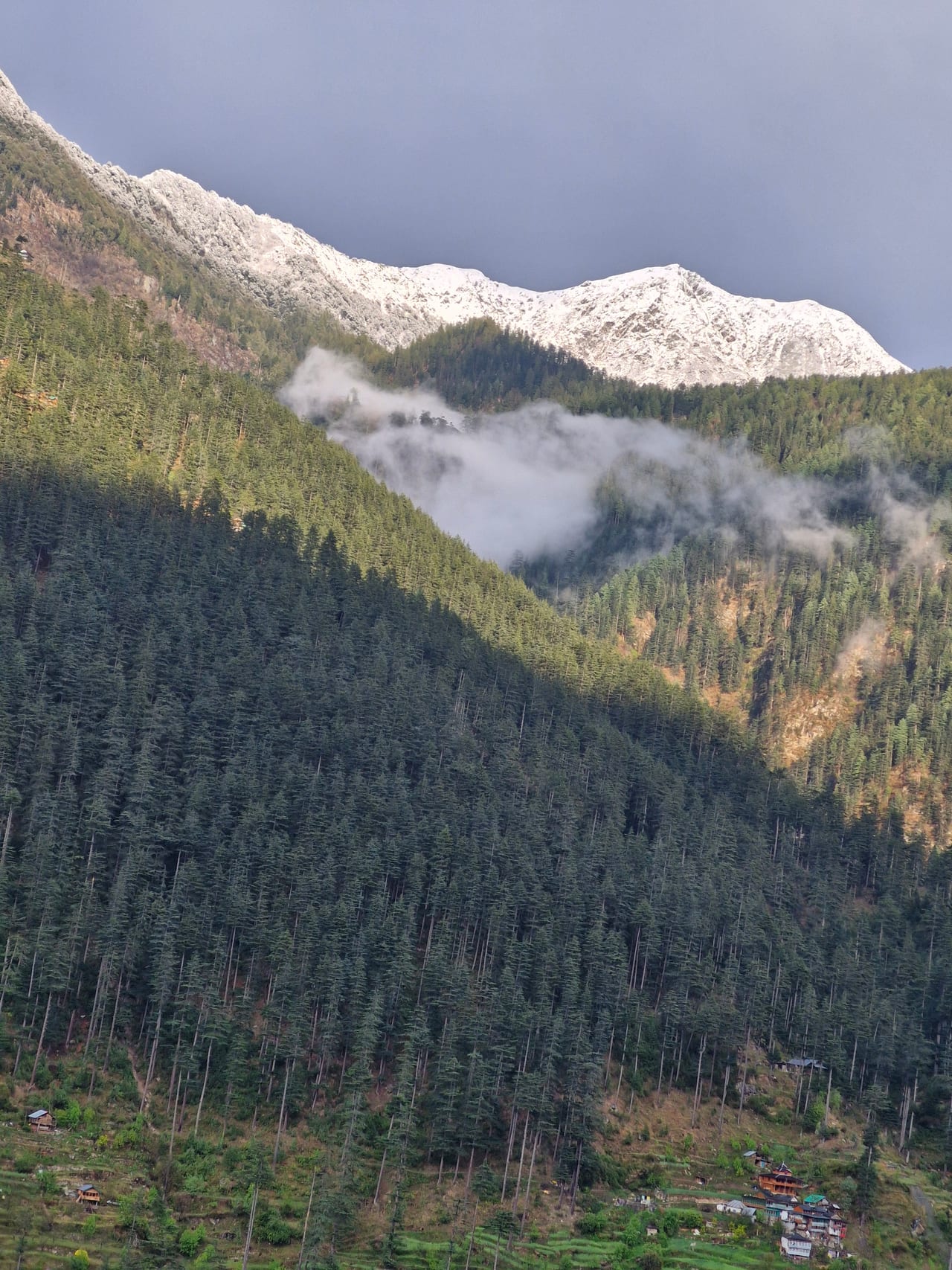 Cloud and mist rolling through deodar forest above Jibhi